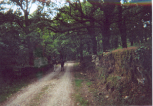 Caminos hacia  de Santiago - Frescura y frondoosidad 